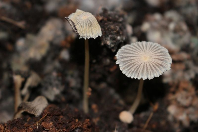 Mold and Fungus Growth - Friend or Foe?