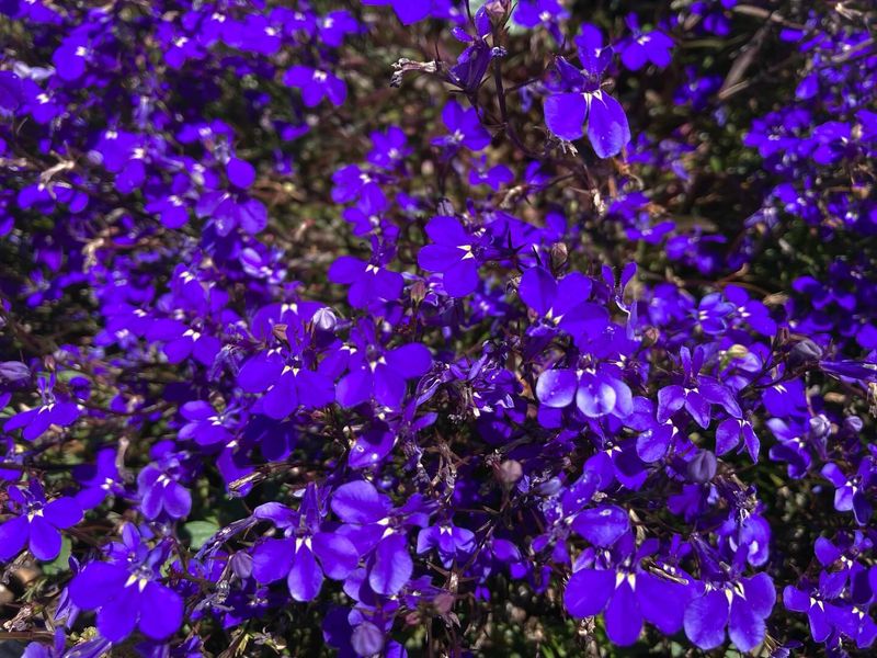 Lobelia