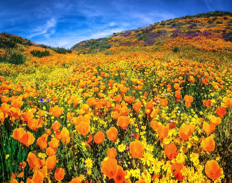 California Poppies