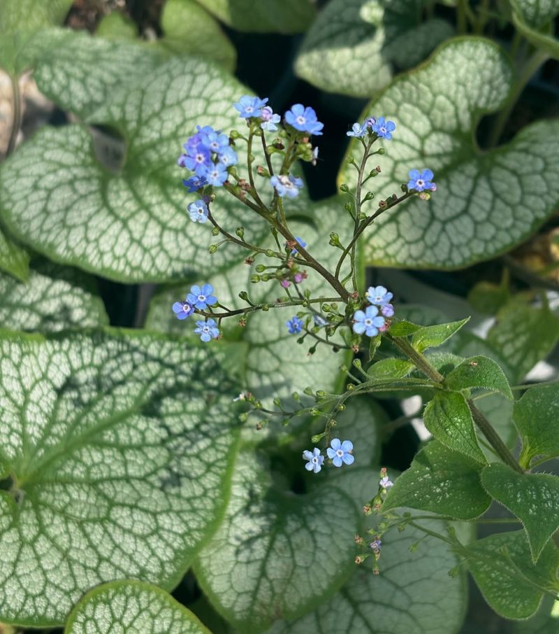 Brunnera (Siberian Bugloss) - Heart-Shaped Wonder