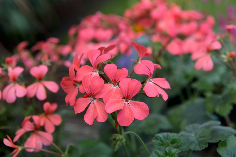 Geranium (Pelargonium)