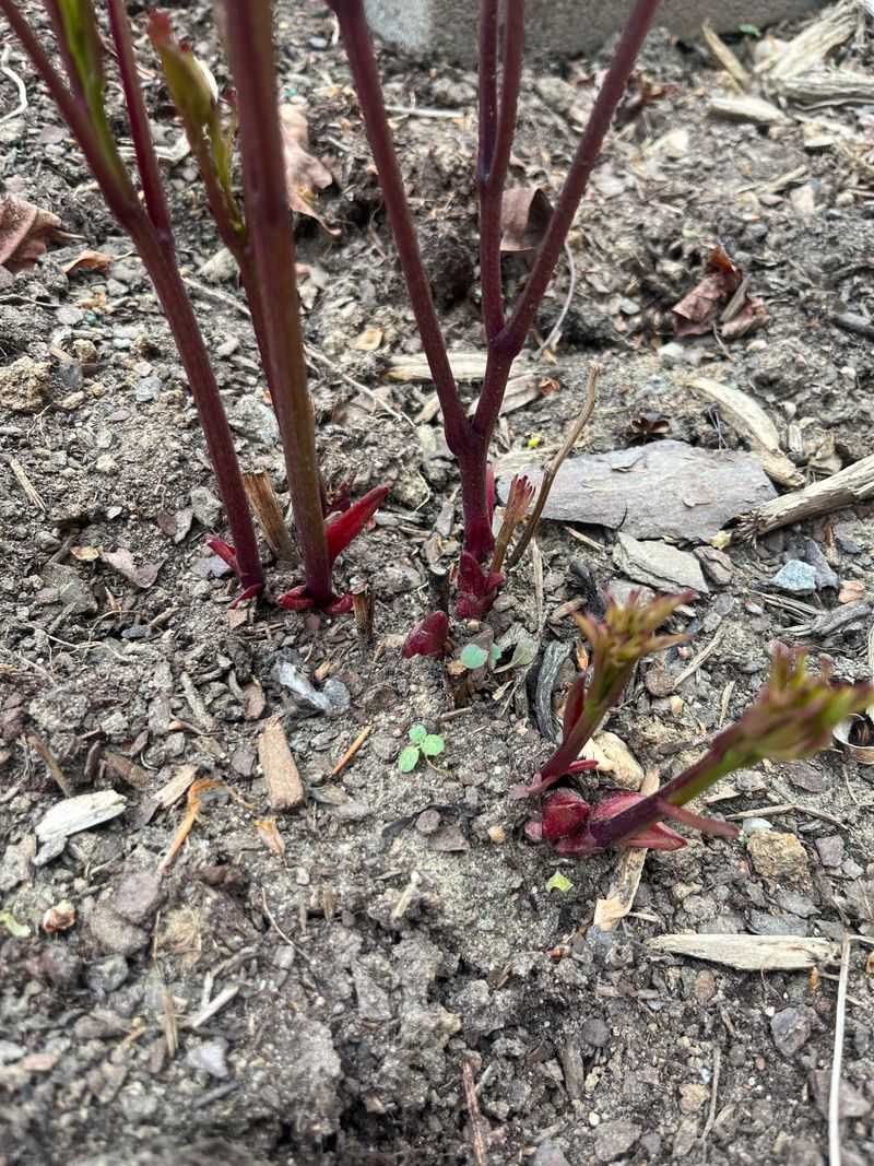 Prune for Stronger Stems