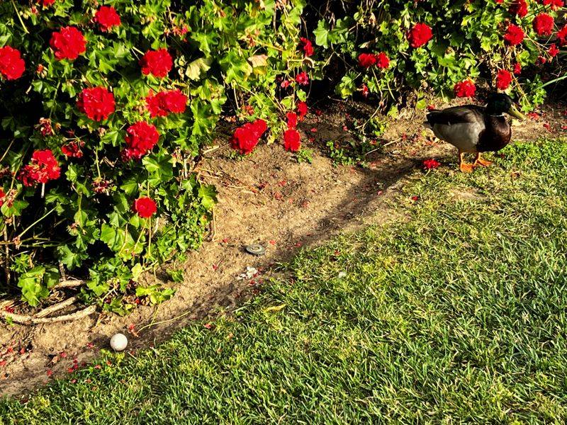 Forgetting Plant Protection