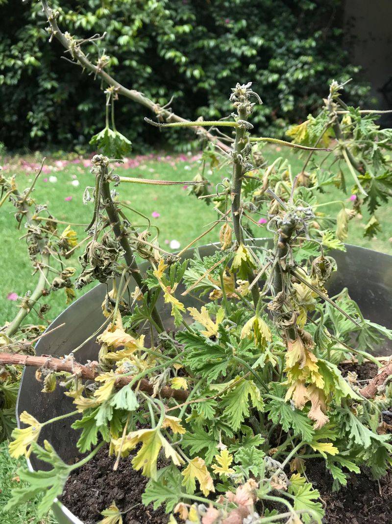 Root Rot Damage