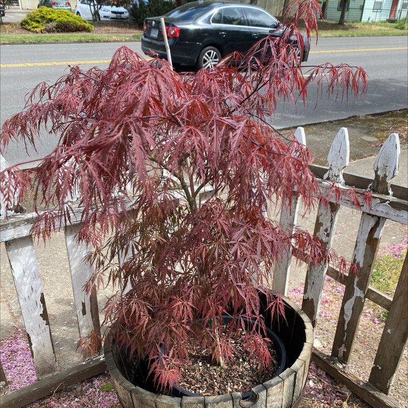Overwatering Established Trees