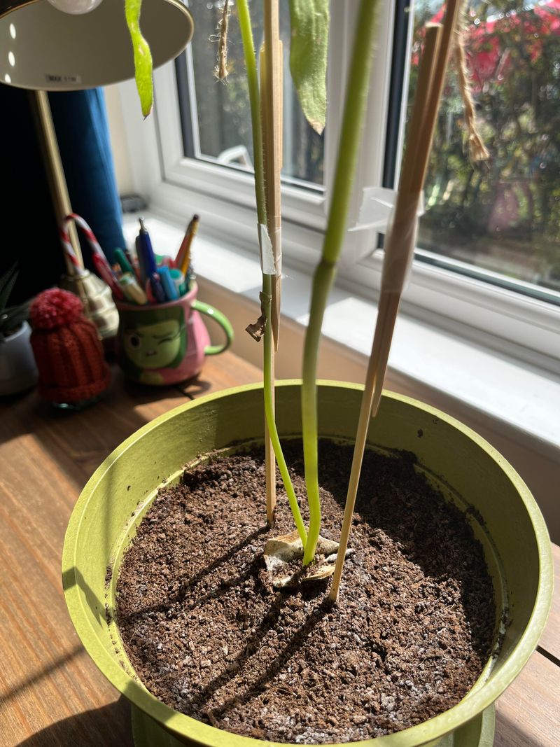 Shallow Planting