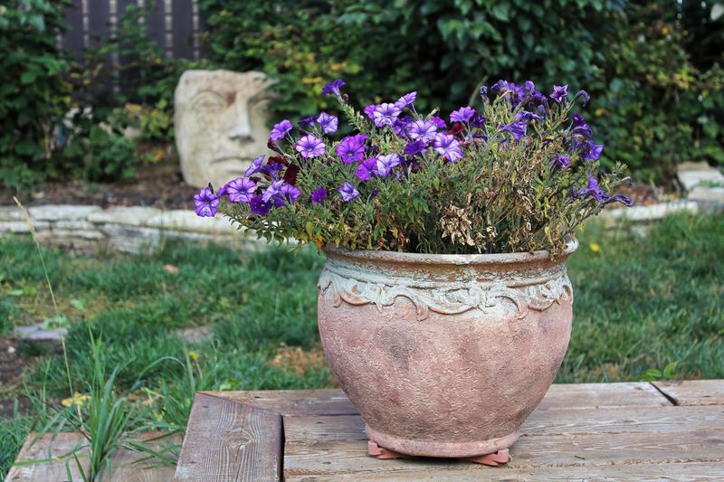 Refresh Container Soil Midseason