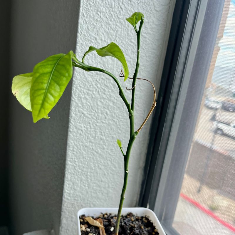 Extended Cutting Viability