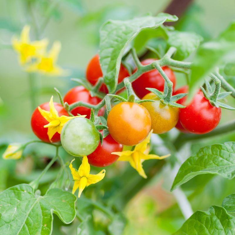 Reduces Dependency On Chemical Fruit Set Hormones