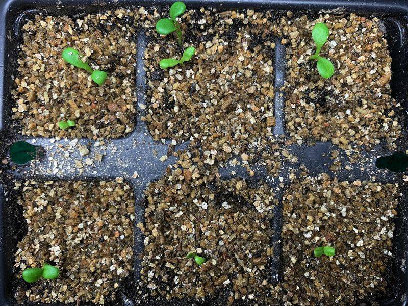 Perfect For Seed Starting