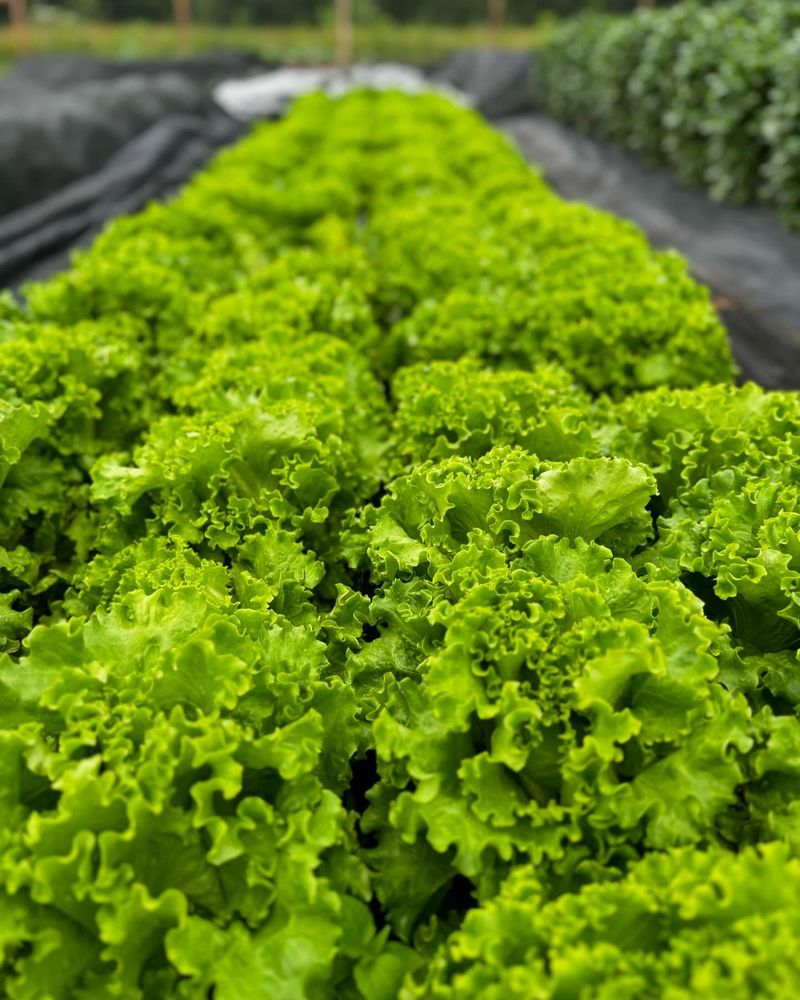 Provides Partial Shade for Lettuce