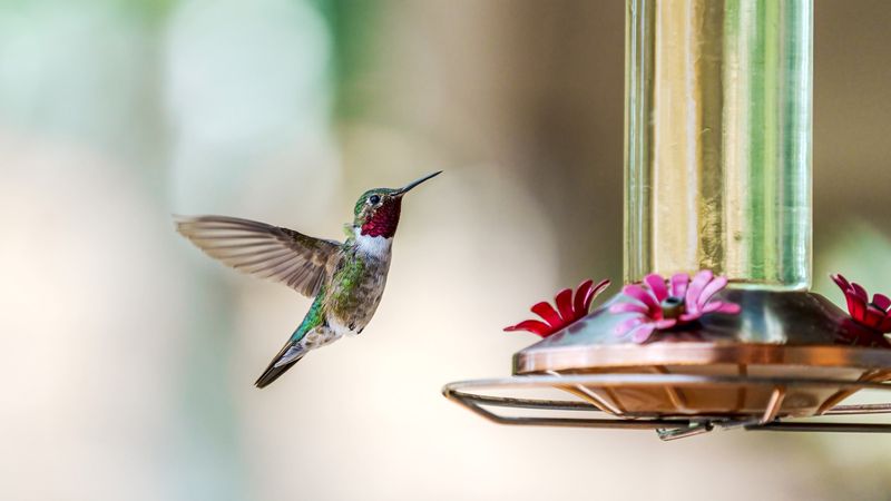 Too Close To Other Feeders