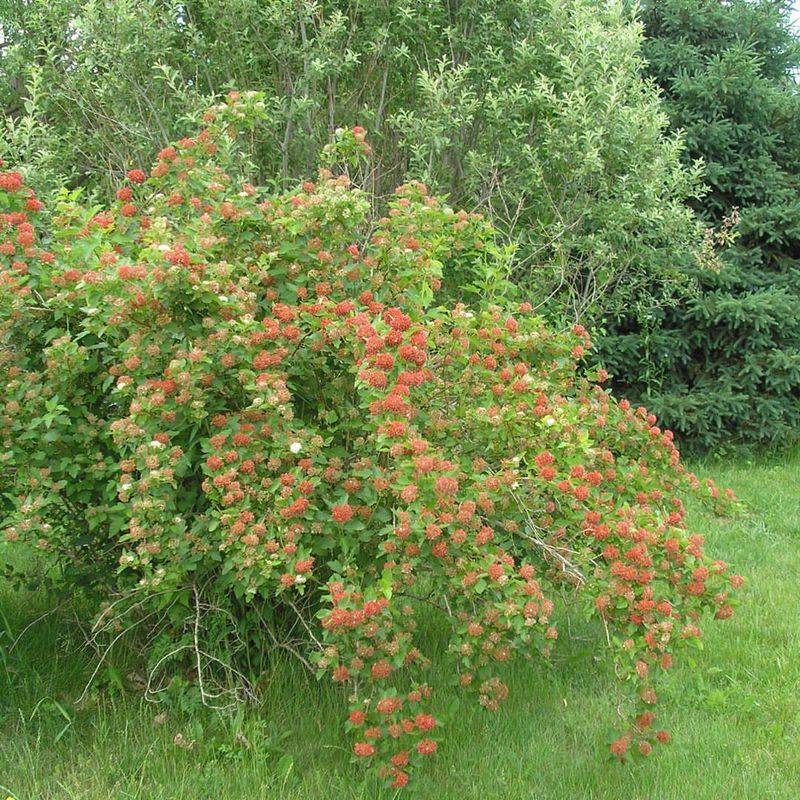 In Compacted Soil Areas