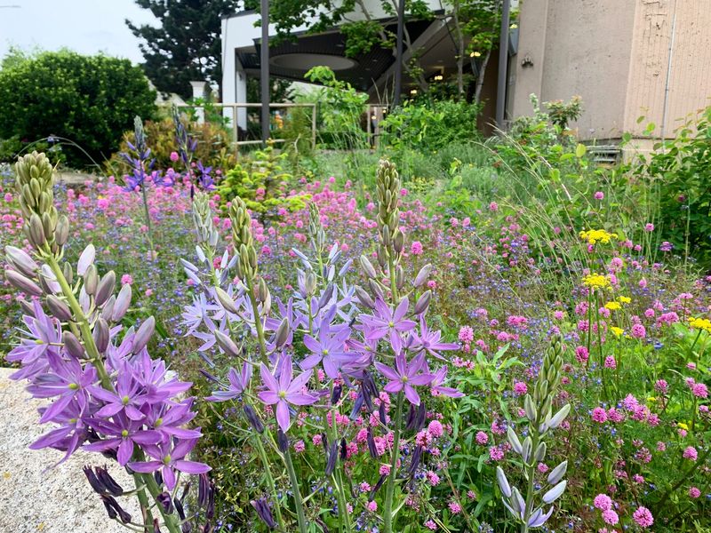 Invasive Plant Species