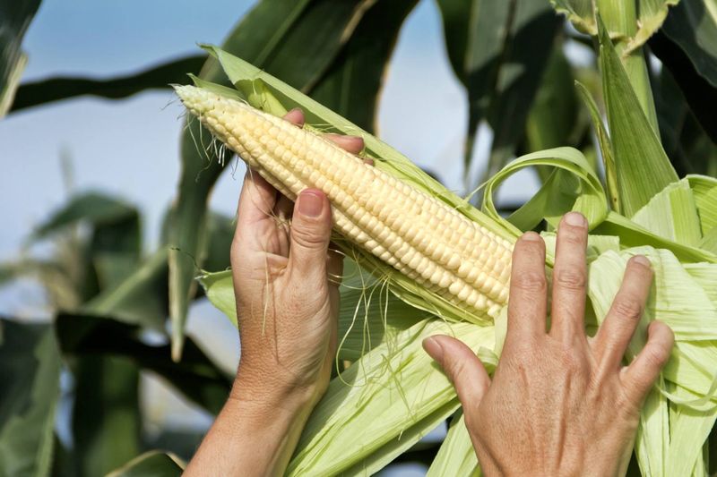 Harvesting At The Wrong Time