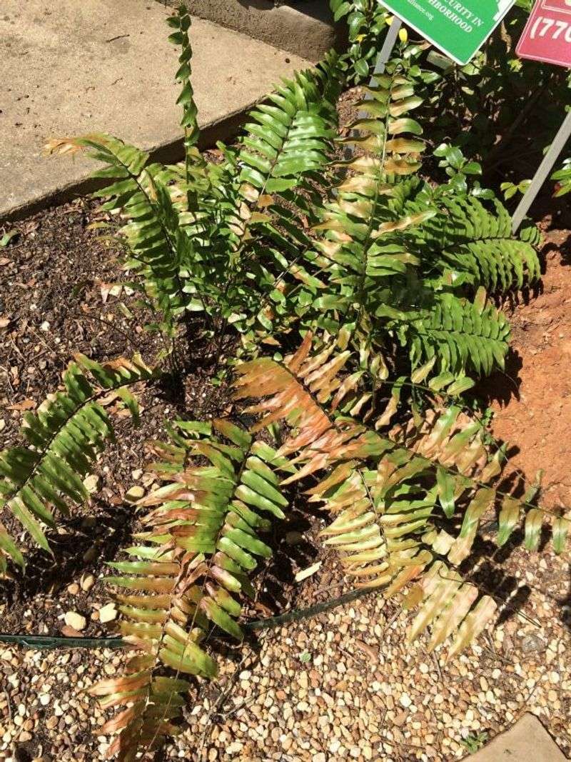 Placing Ferns In Direct Sunlight