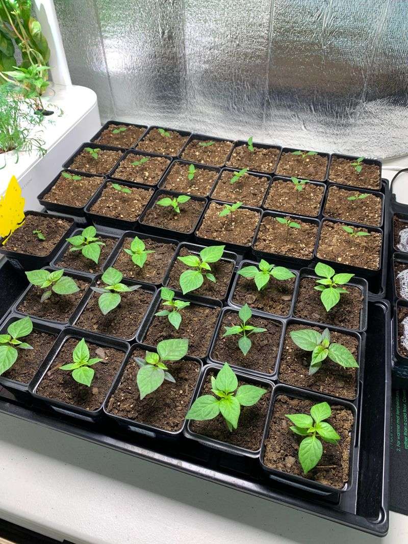Match Fertilizer To Plant Needs