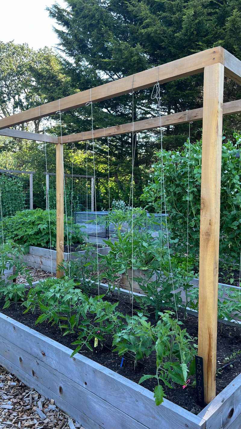 Companion Planting Mistakes