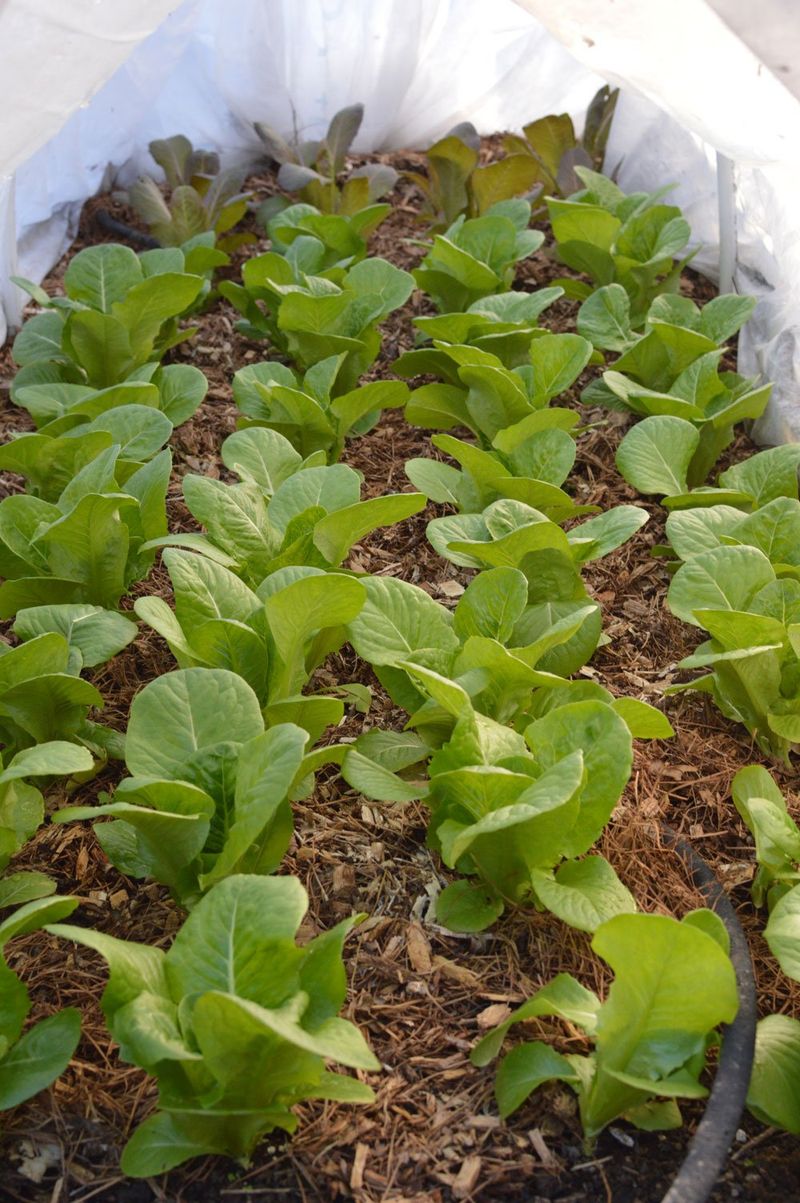 Overcrowded Plants