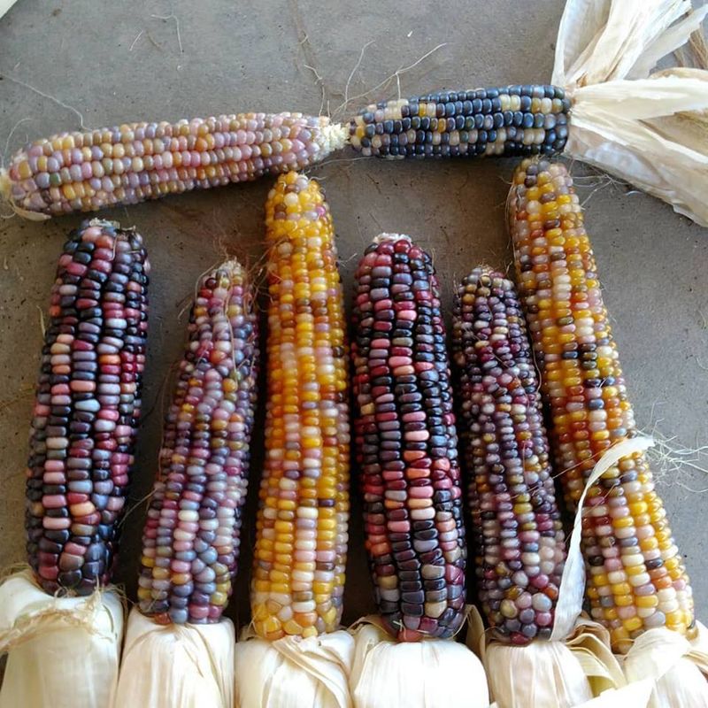 Misunderstanding Corn Varieties
