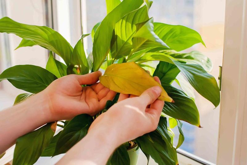 Address Aging Leaves Naturally