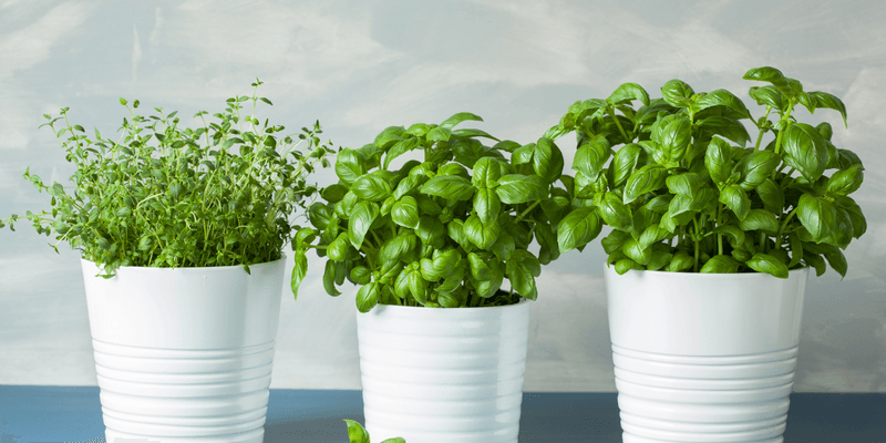Stop Overcrowding Plants