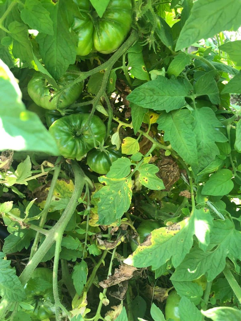 Weed Proliferation