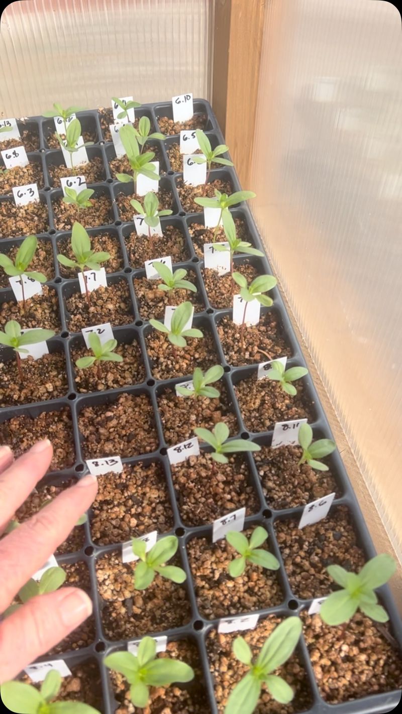 Uneven Germination Rates