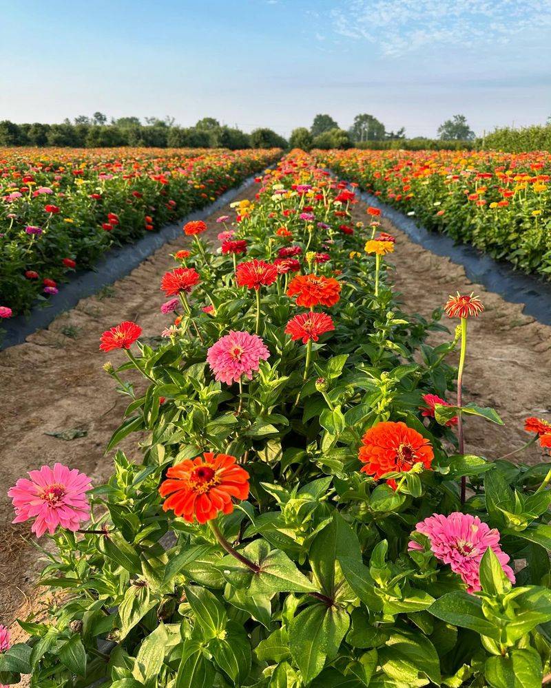 Flowering And Fruiting Delays