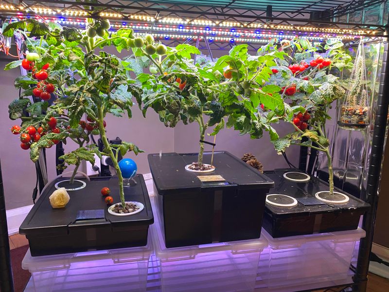 Perfect For Indoor And Container Plants