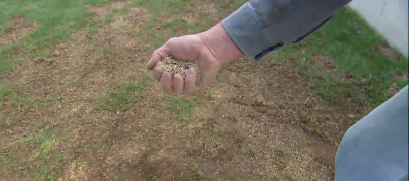 Complicates Reseeding Efforts