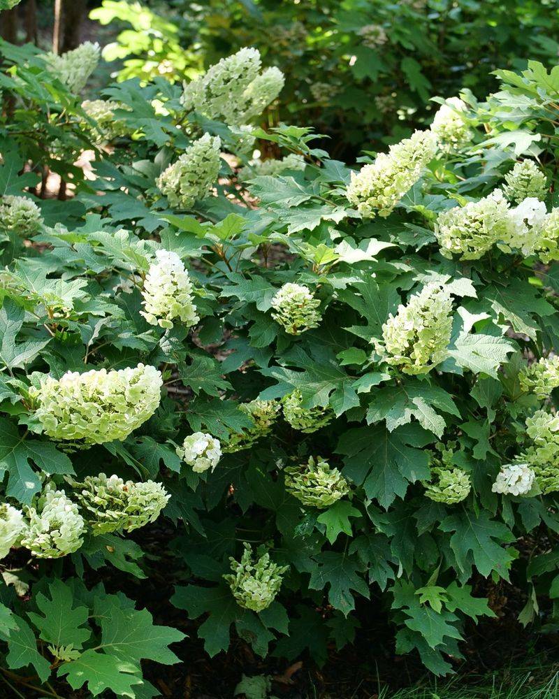Oakleaf Hydrangea