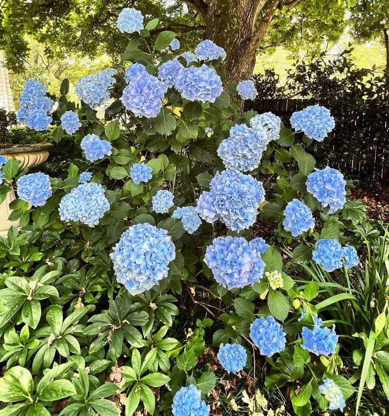 Nikko Blue Hydrangea