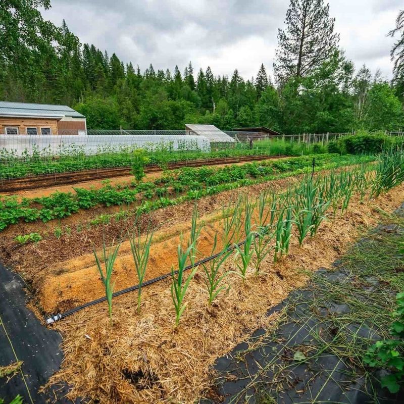 Soil Health Improvers