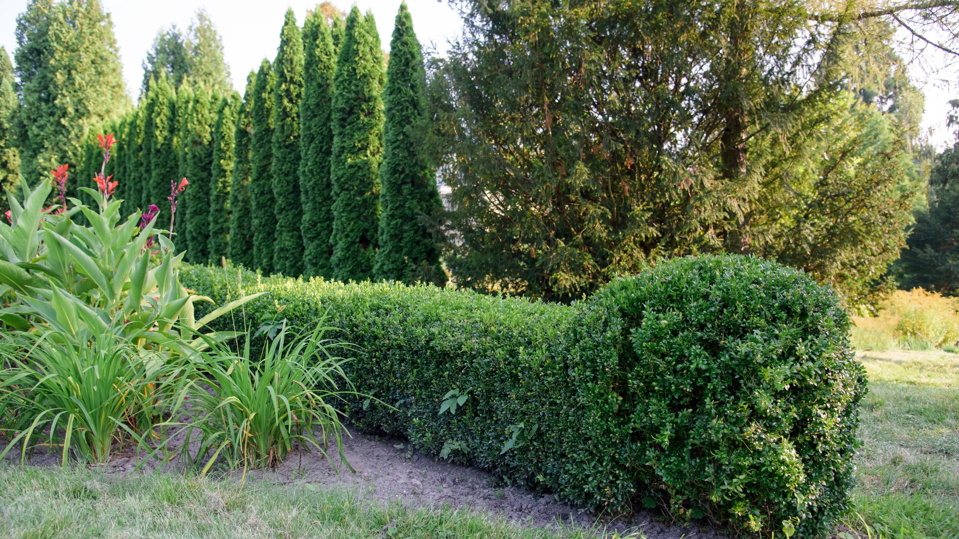 garden with shrubs