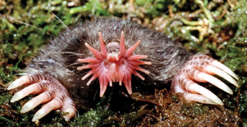 Canada's Star-Nosed Mole: The Fastest Eater on Earth