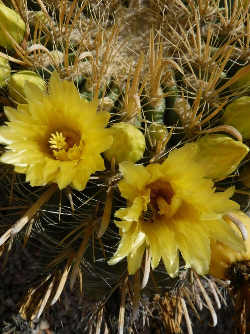 Chile's Fire-Breathing Cactus