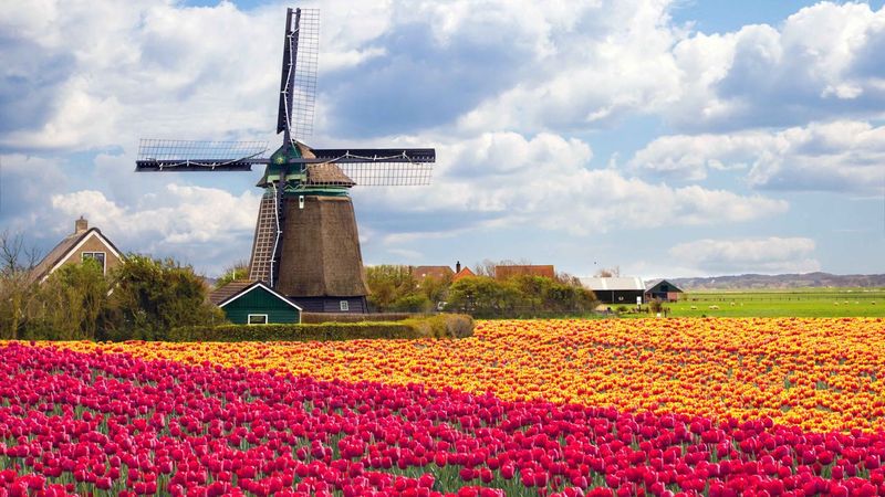 Dutch Gardens - Tulip Showcases