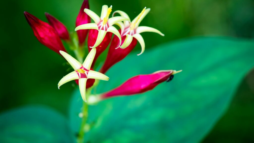 Indian Pink (Spigelia marilandica)