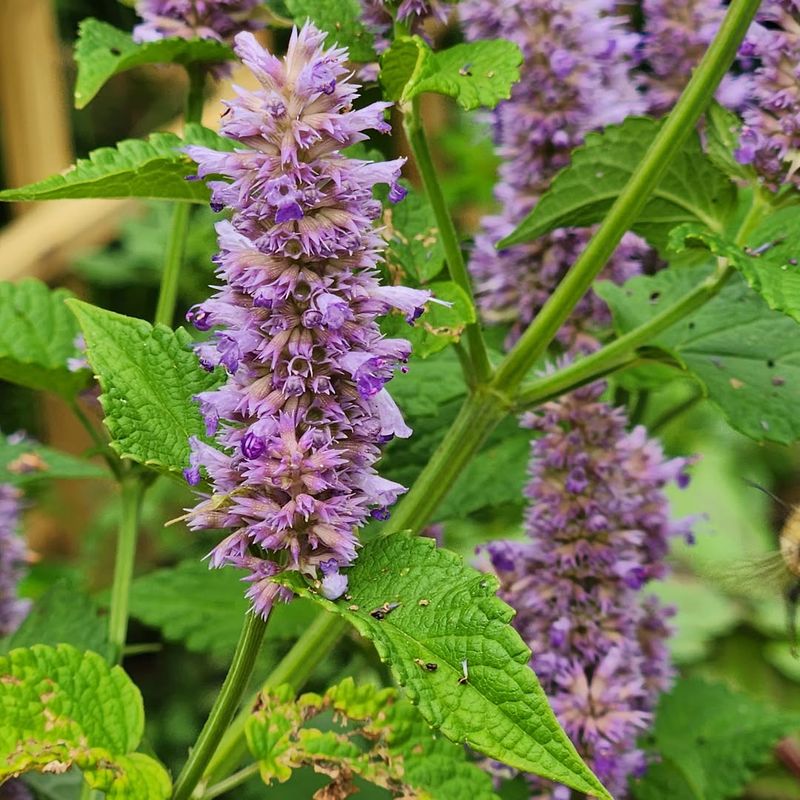 Anise Hyssop (Agastache foeniculum)