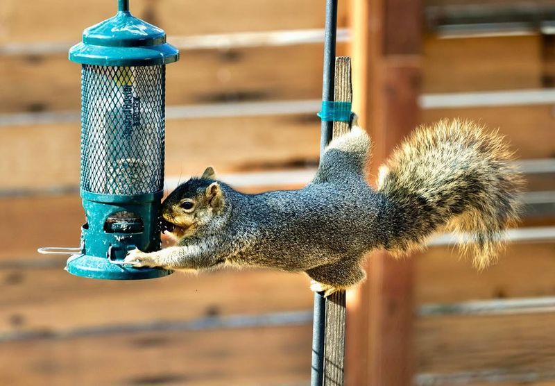 Bird Feeder Protectors