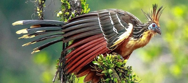 Brazil's Hoatzin: The Prehistoric Stink Bird