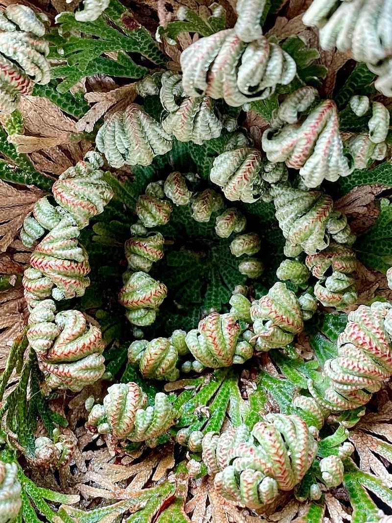 Mexico's Resurrection Fern
