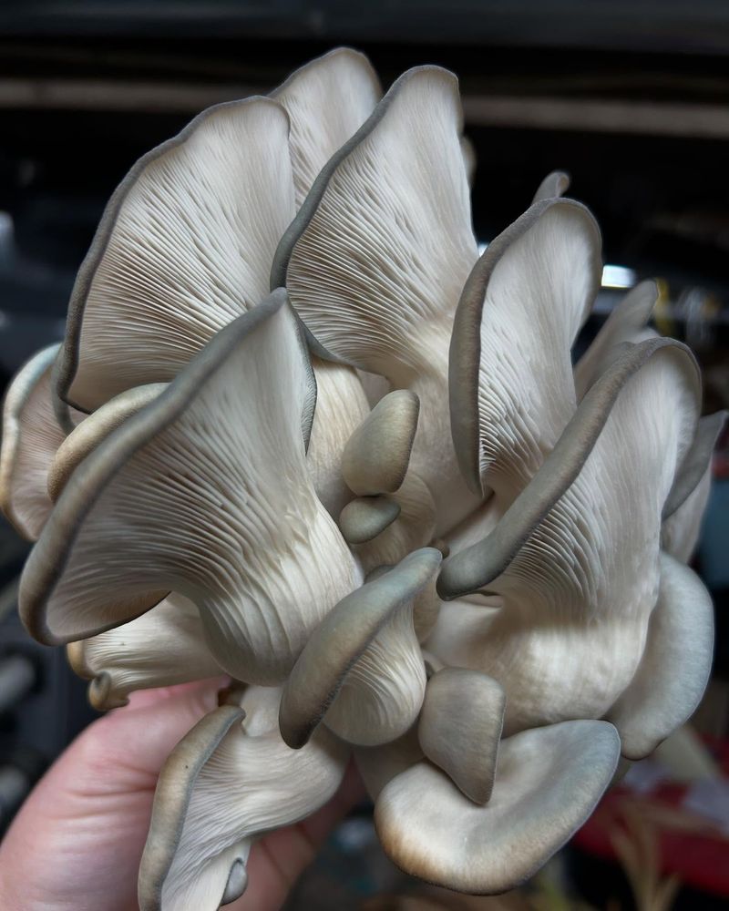 Harvest Your Mushrooms