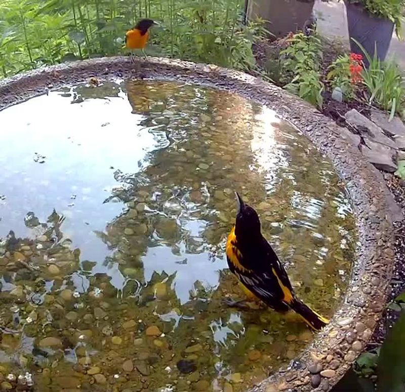 Provide Fresh Water Year-Round