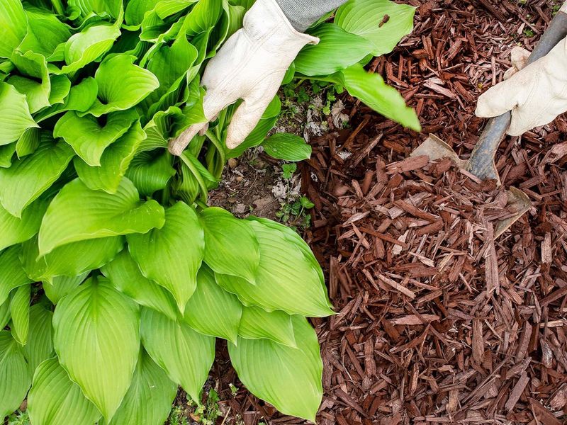 Mulch Tree Bases
