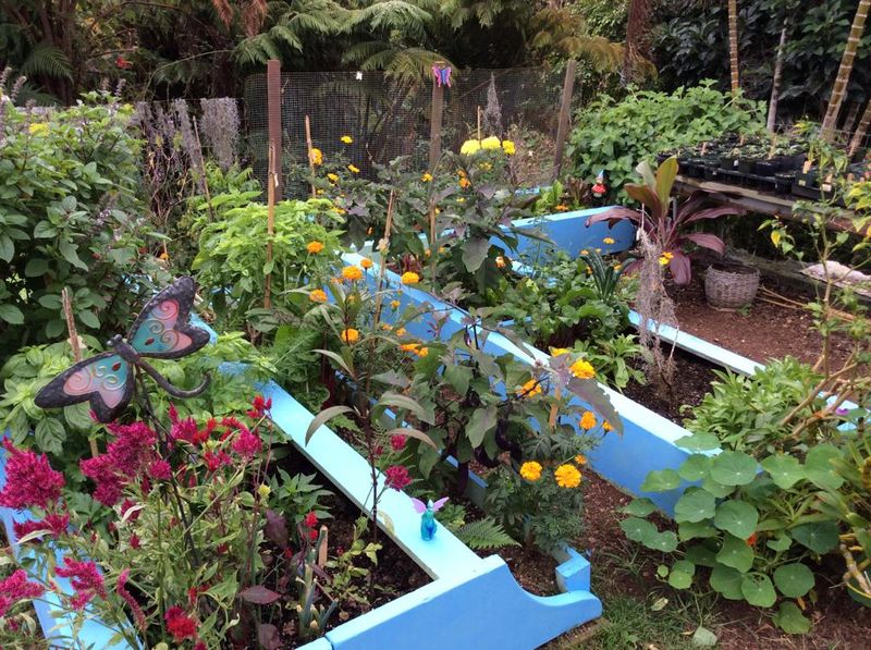 Use Natural Repellent Plants