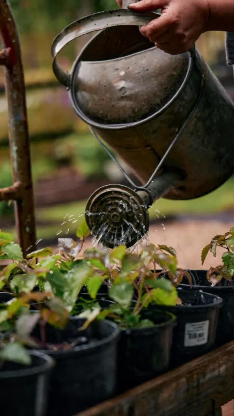 Water Deeply But Infrequently