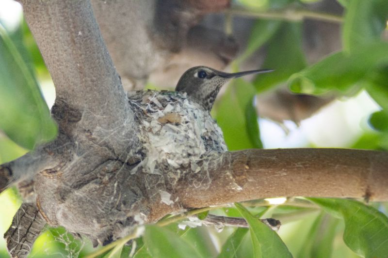 Provide Perching Spots