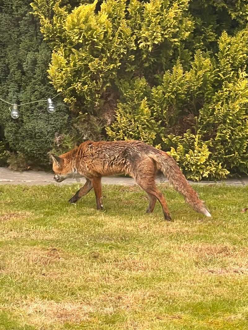 Apply Commercial Fox Repellents